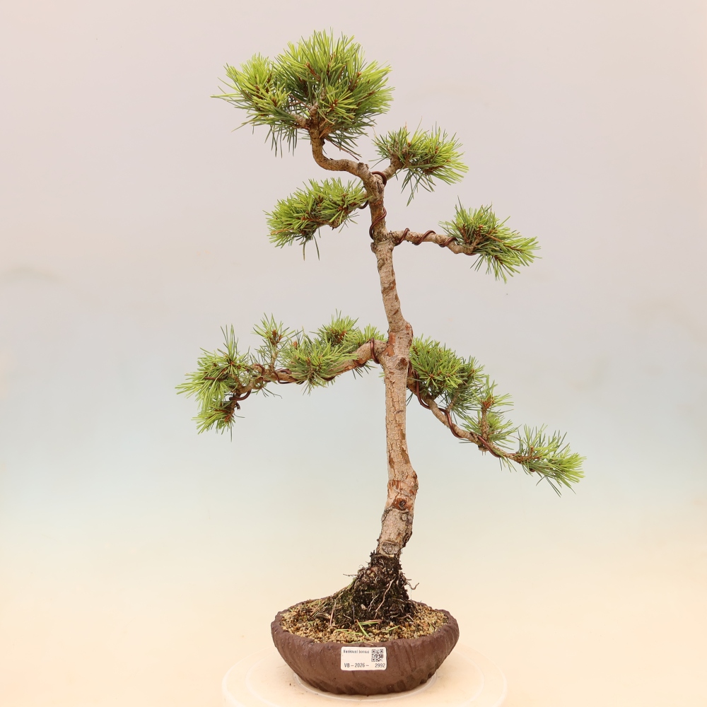Venkovní bonsai - Pinus Sylvestris Watererri - Borovice lesní