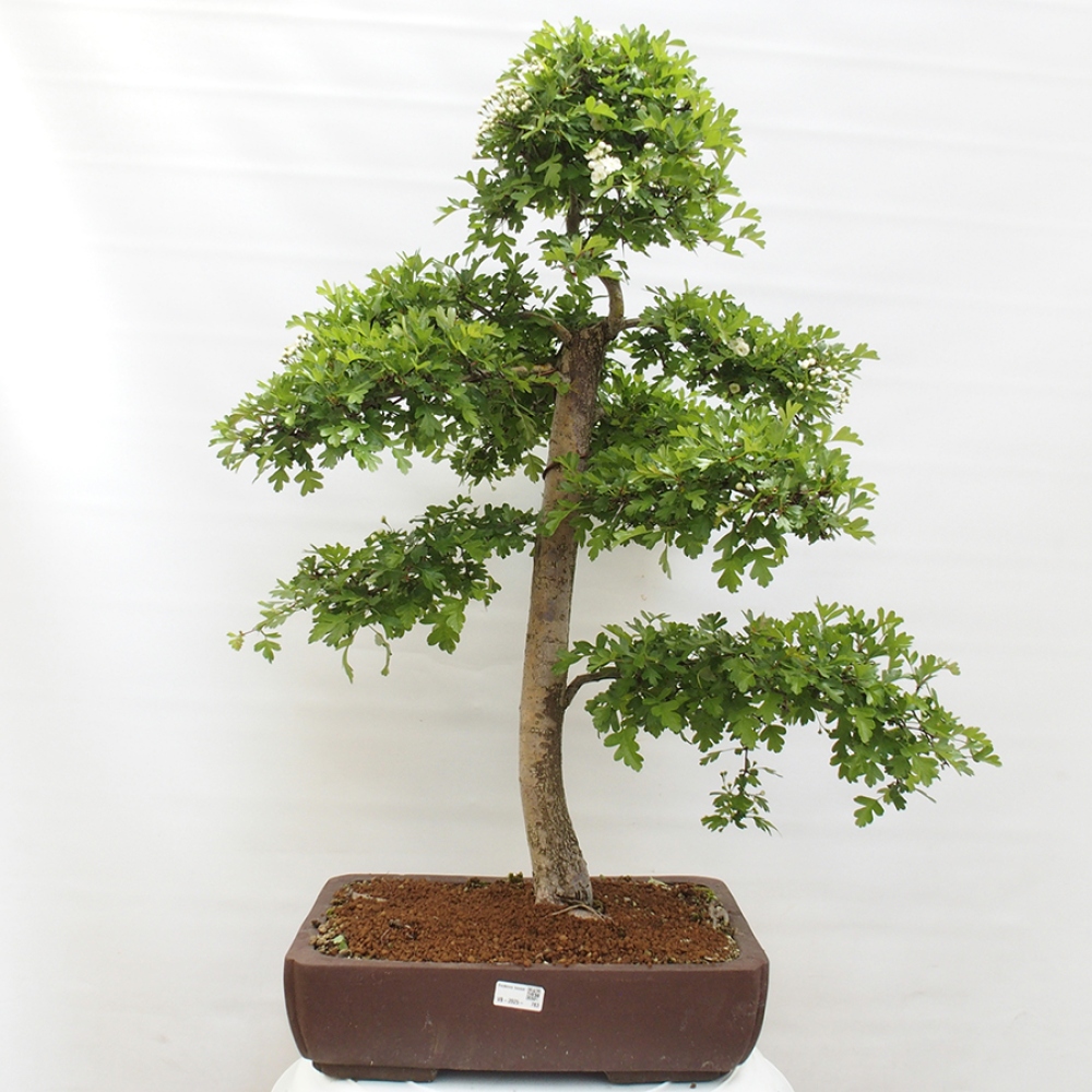 Venkovní bonsai - Hloh - Crataegus monogyna