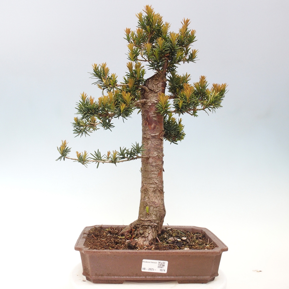 Venkovní bonsai - Taxus cuspidata  - Tis japonský