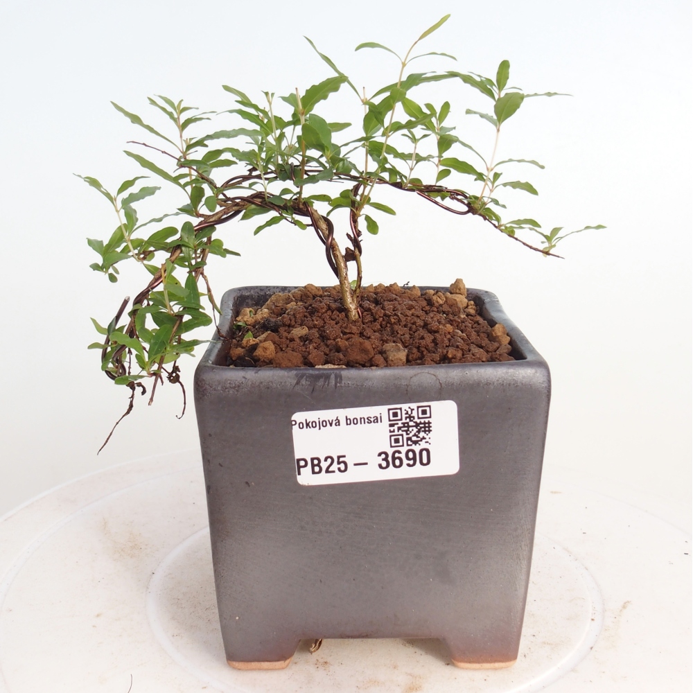 Pokojová bonsai-PUNICA granatum nana-Granátové jablko