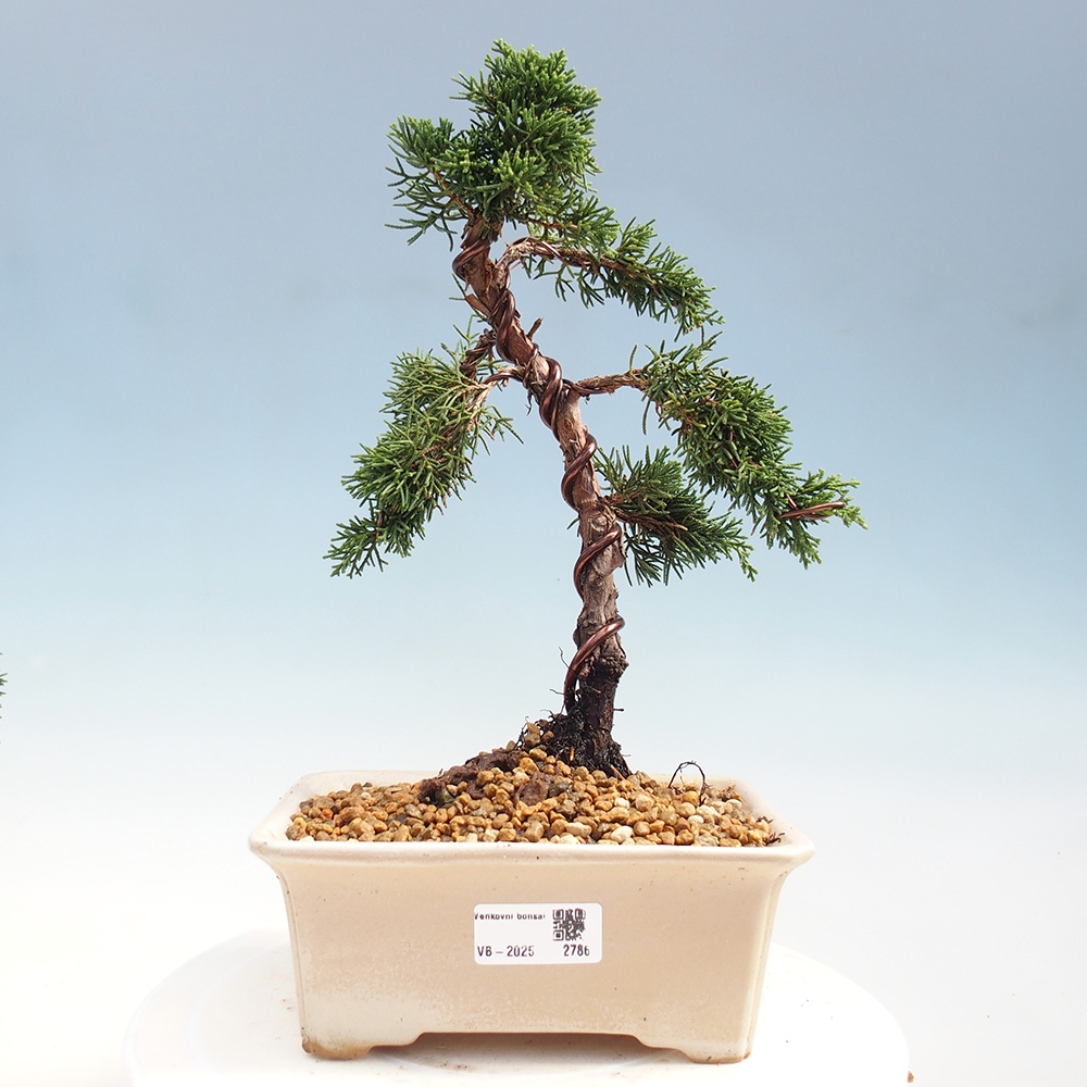 Venkovní bonsai - Juniperus chinensis Kishu -Jalovec čínský