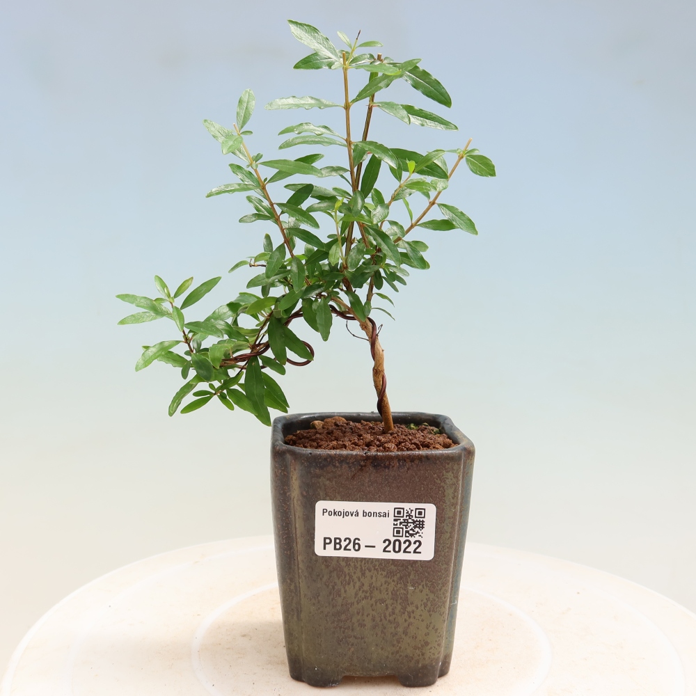 Pokojová bonsai-PUNICA granatum nana-Granátové jablko