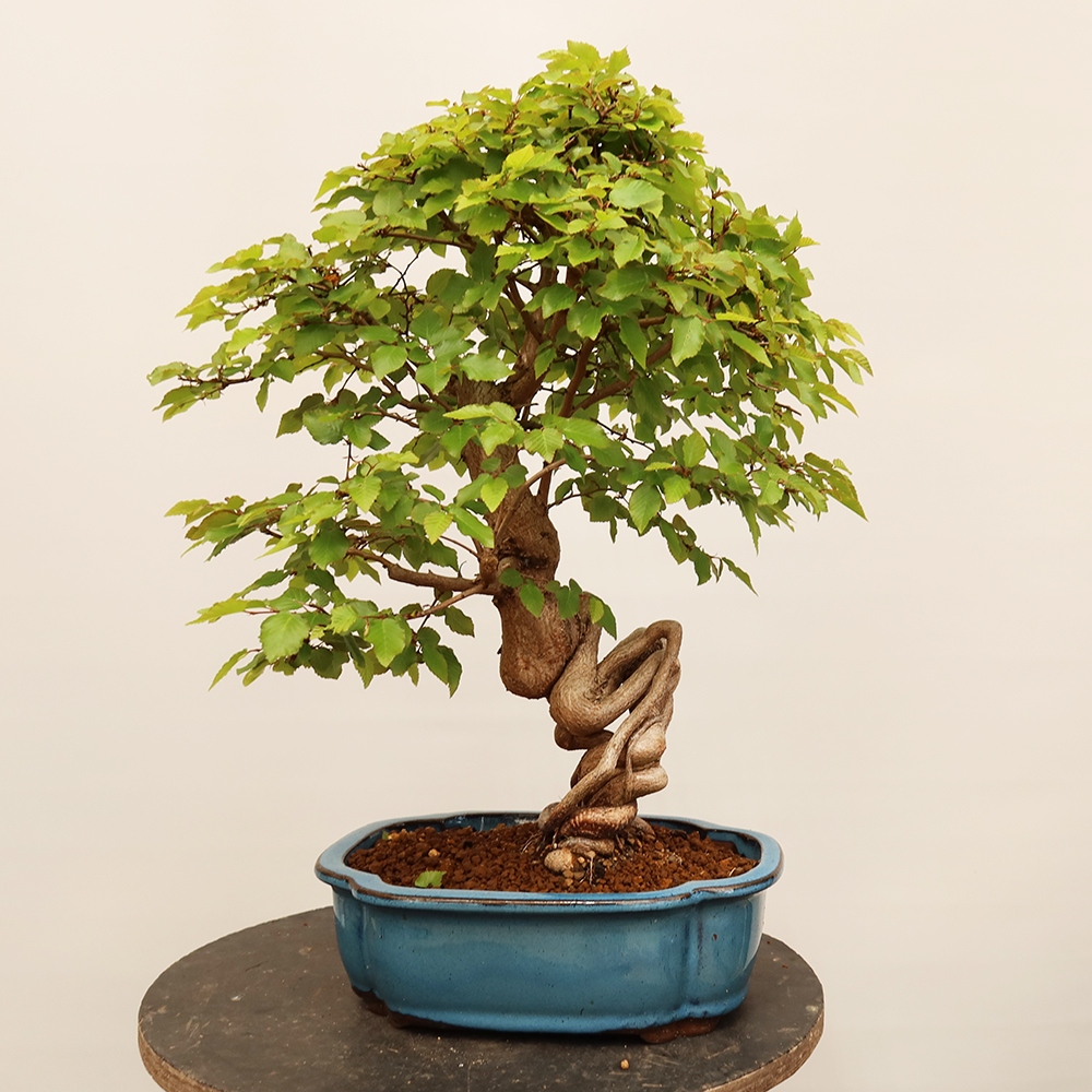 Venkovní bonsai -Carpinus Coreana - Habr korejský