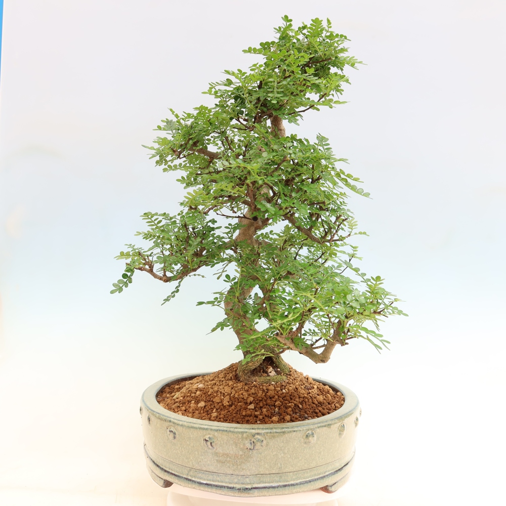 Pokojová bonsai - Zantoxylum piperitum - pepřovník