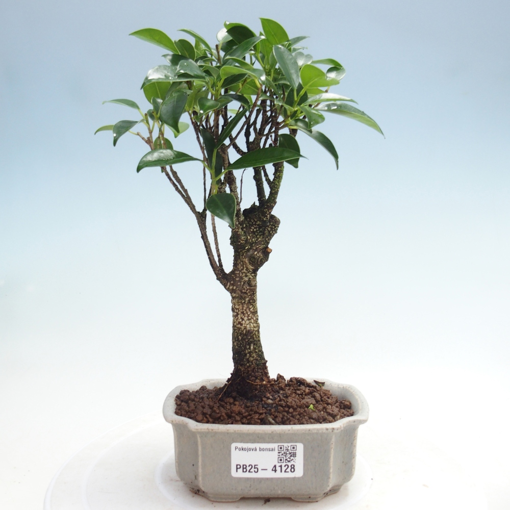 Pokojová bonsai Ficus retusa kimmen