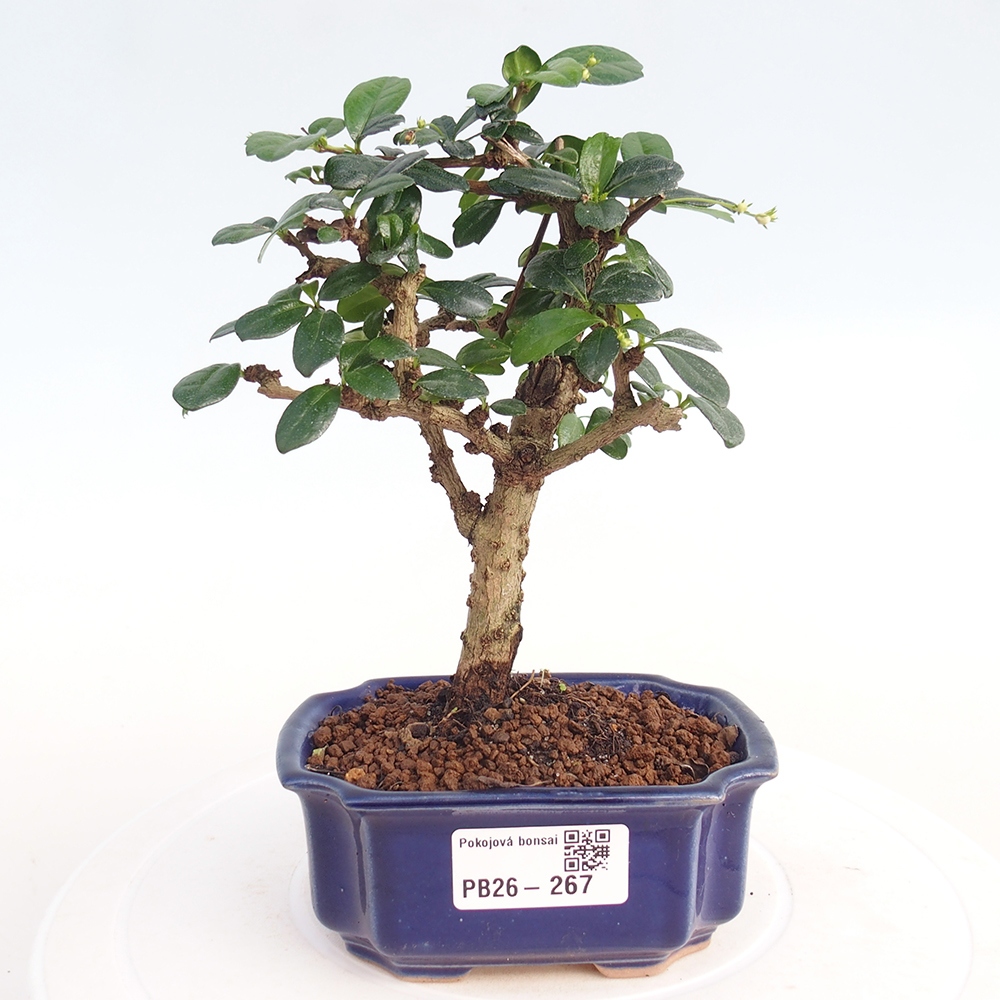 Pokojová bonsai - Carmona macrophylla - Čaj fuki