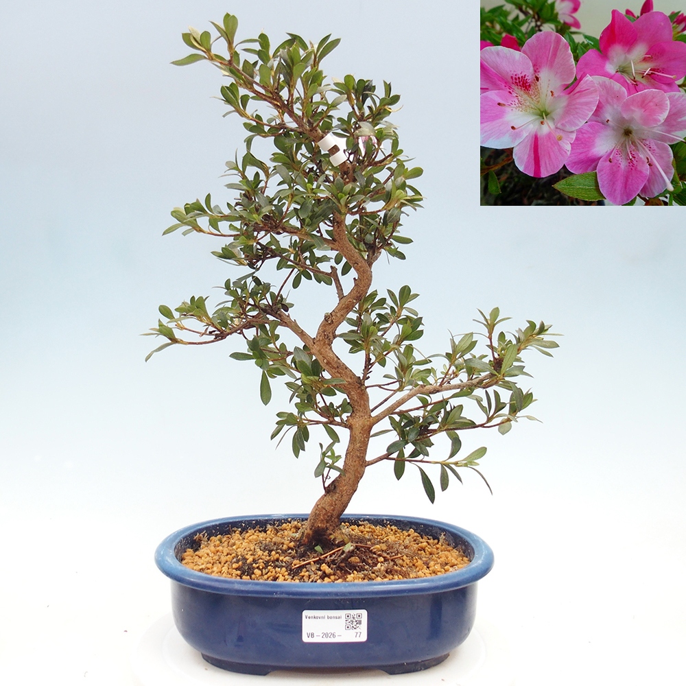 Venkovní bonsai - Japonská azalka - Azalea Reiko
