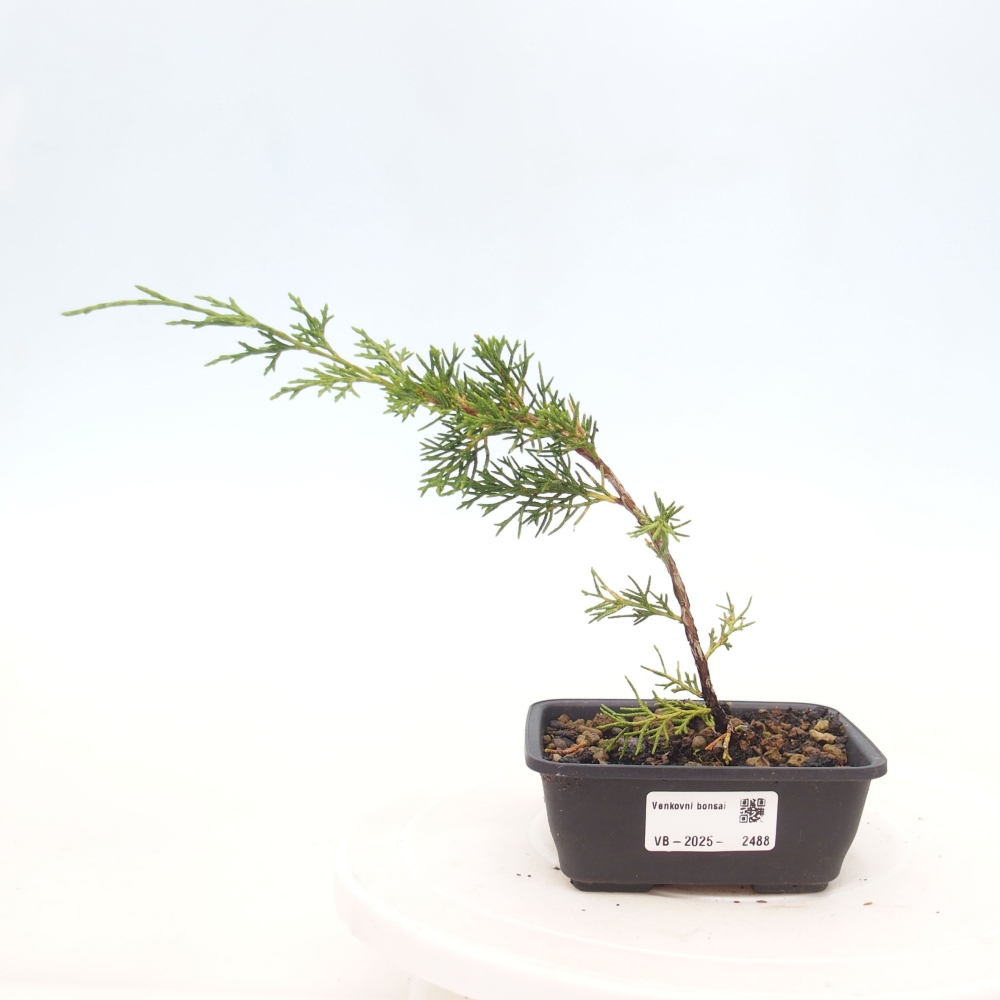 Venkovní bonsai - Juniperus chinensis Itoigawa -Jalovec čínský