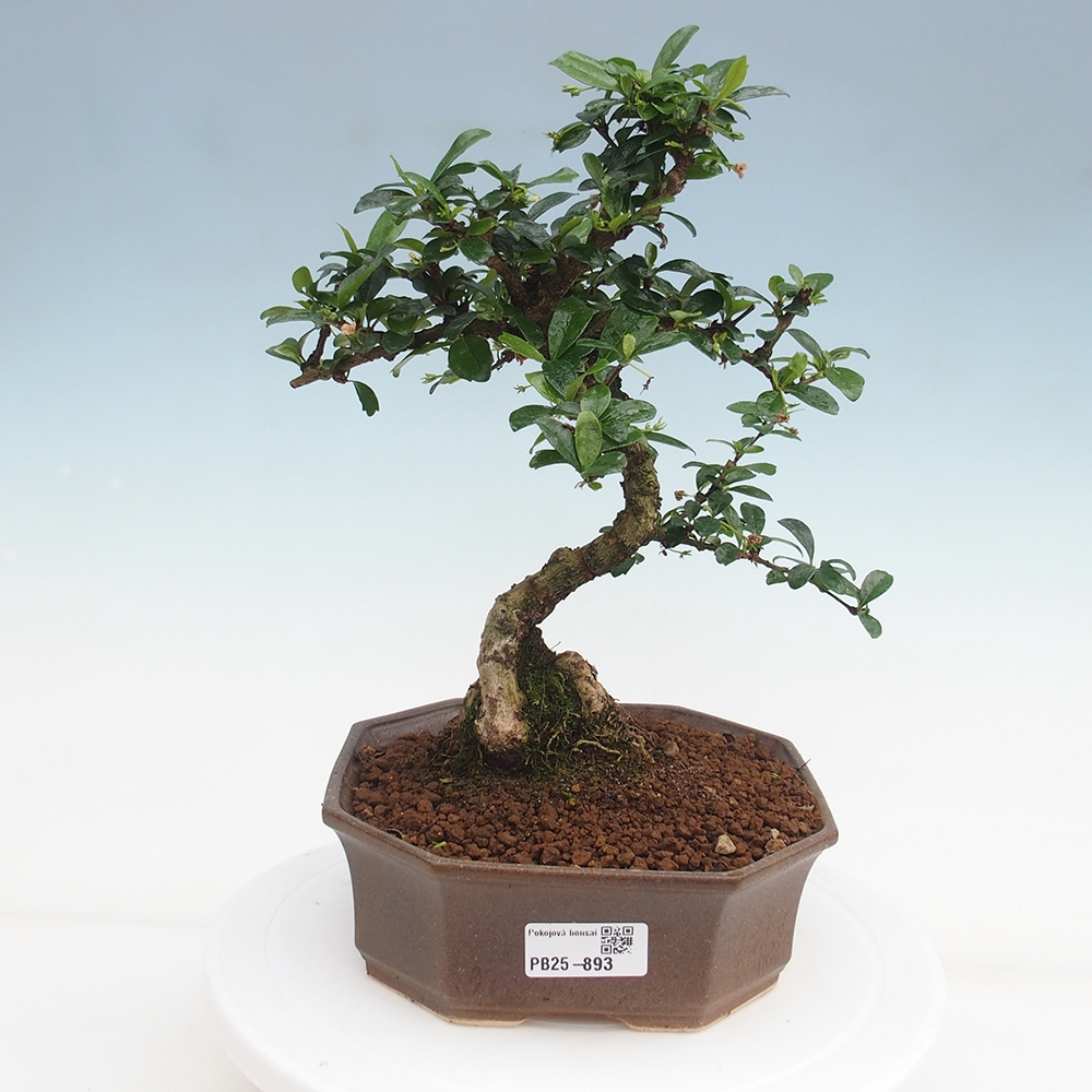 Pokojová bonsai - Carmona macrophylla - Čaj fuki