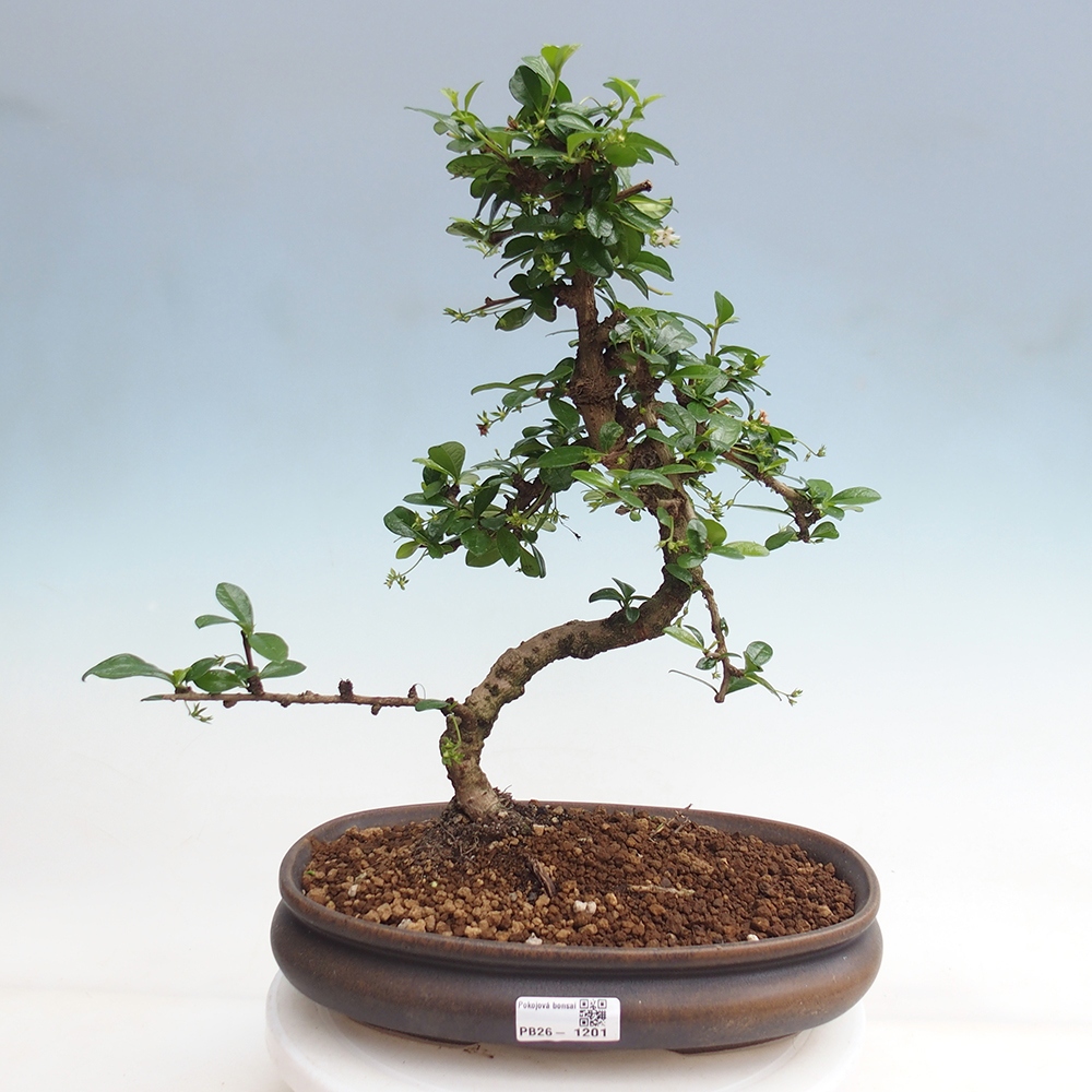 Pokojová bonsai - Carmona macrophylla - Čaj fuki