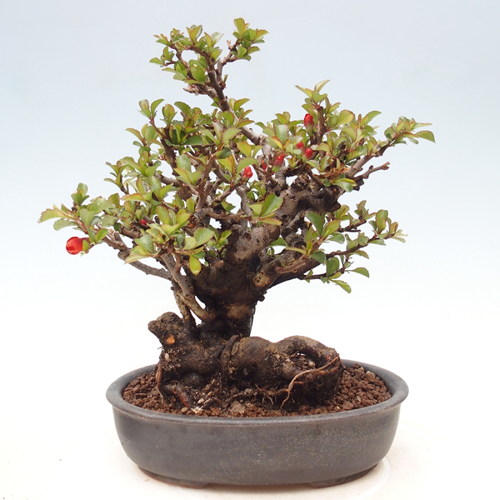 Venkovní  bonsai -  Chaneomeles speciosa - Kdoulovec ozdobný