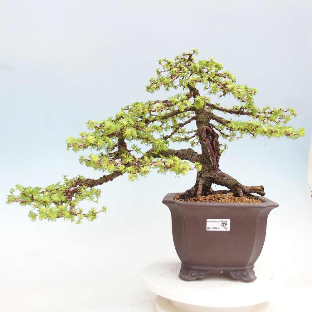 Venkovní bonsai -Larix decidua - Modřín opadavý 