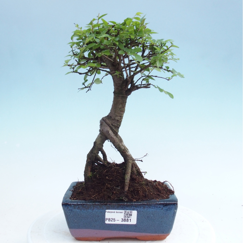 Pokojová bonsai - Ulmus parvifolia - Malolistý jilm