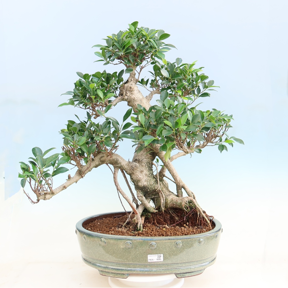 Pokojová bonsai - Ficus kimmen -  malolistý fíkus