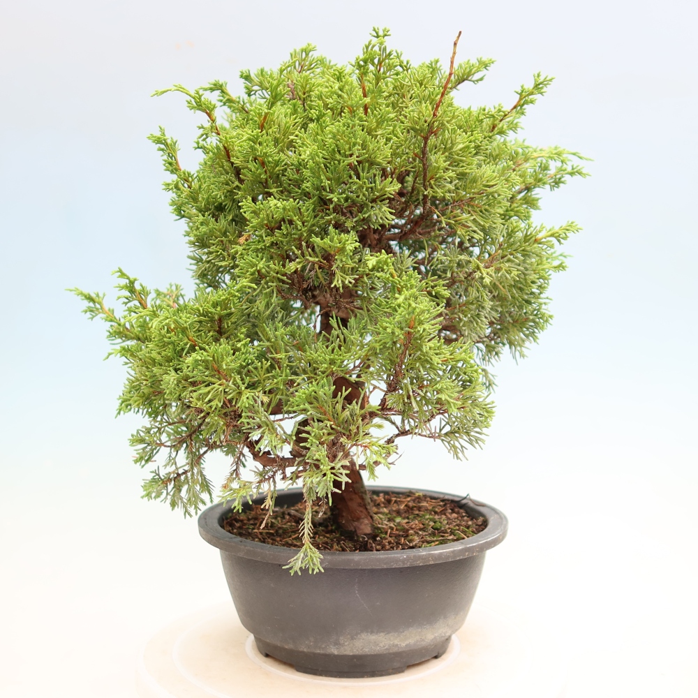 Venkovní bonsai - Juniperus chinensis Itoigawa-Jalovec čínský