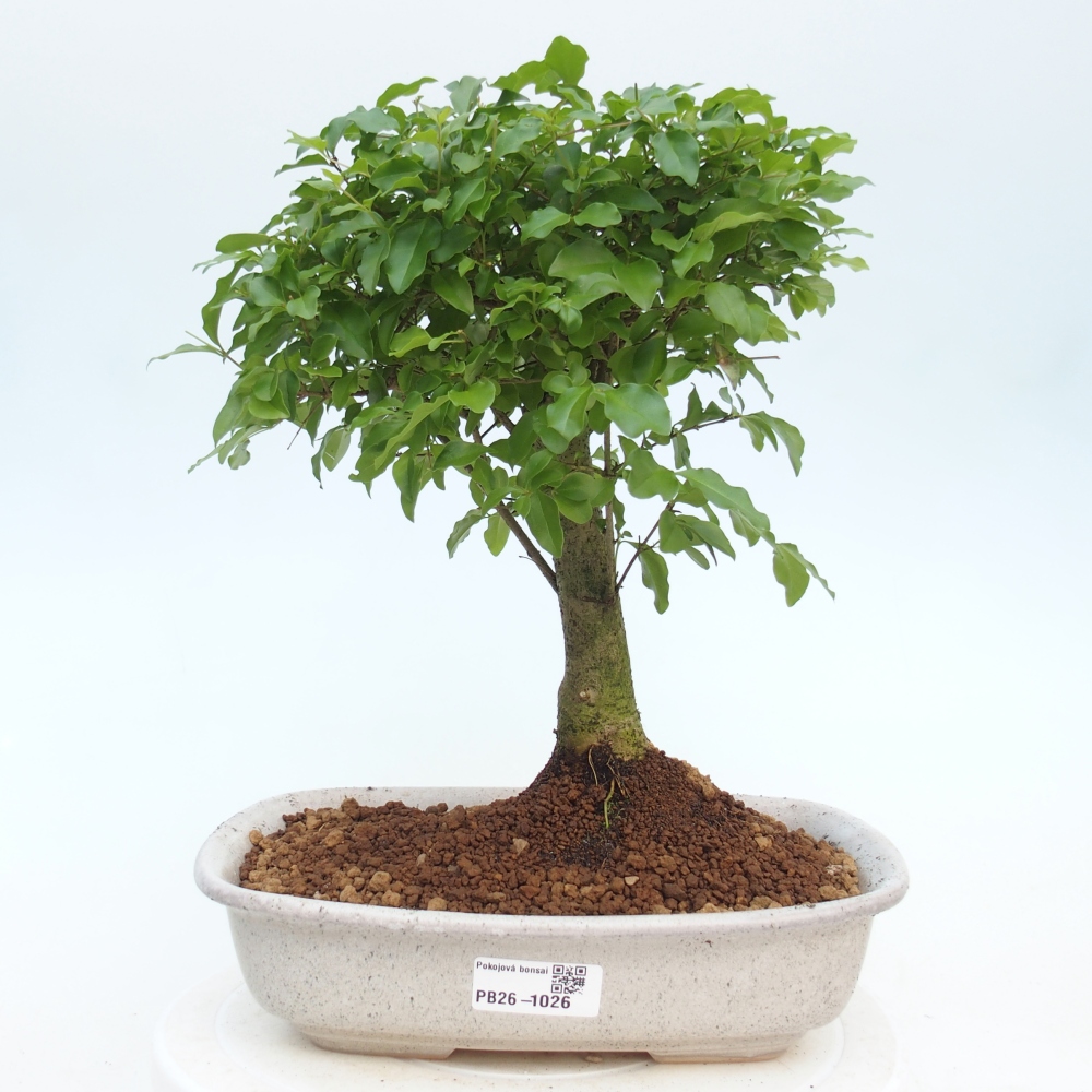 Pokojová bonsai -Ligustrum chinensis - Ptačí zob