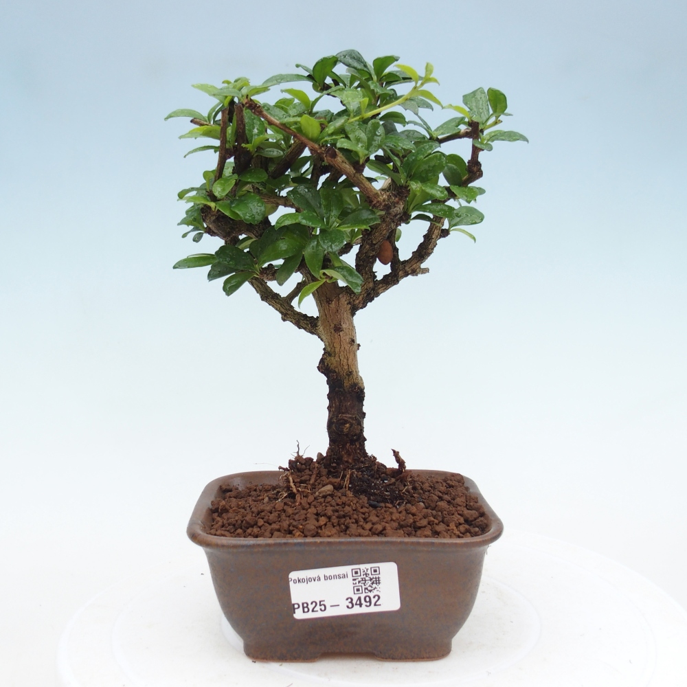 Pokojová bonsai - Carmona macrophylla - Čaj fuki