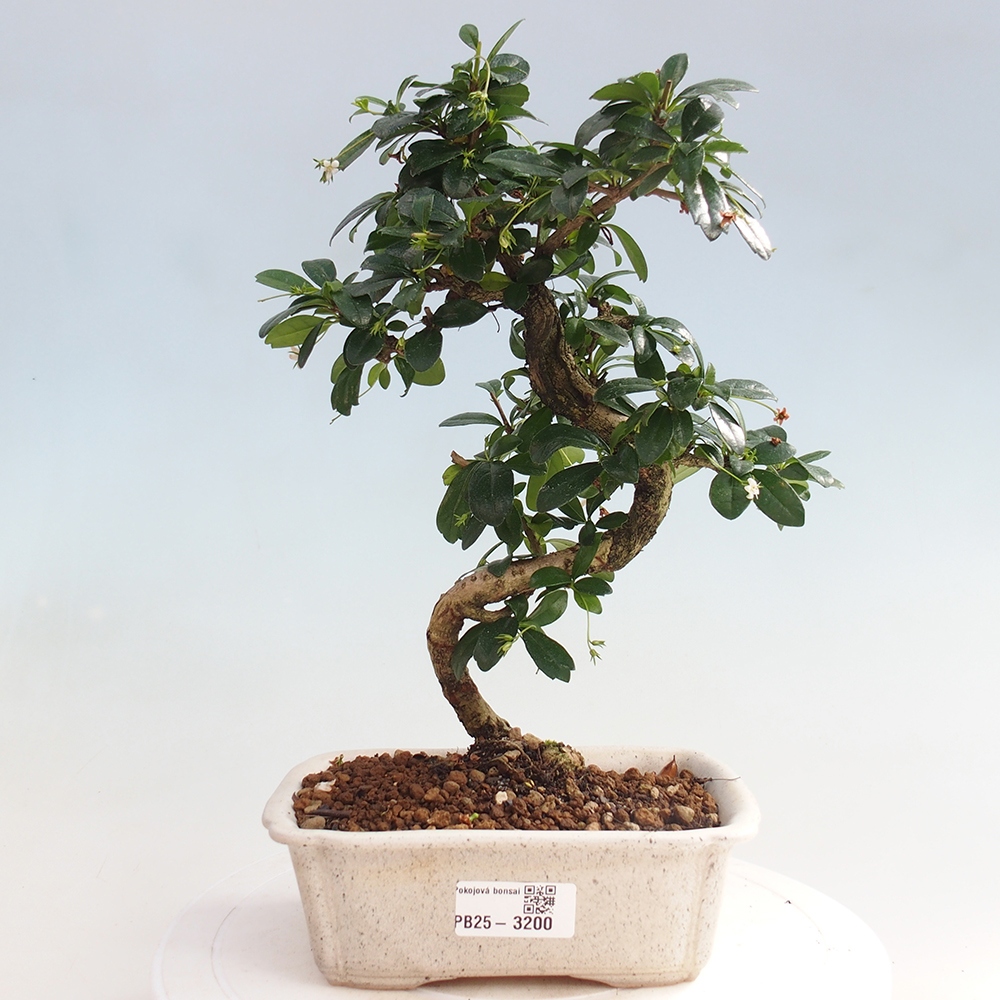 Pokojová bonsai - Carmona macrophylla - Čaj fuki