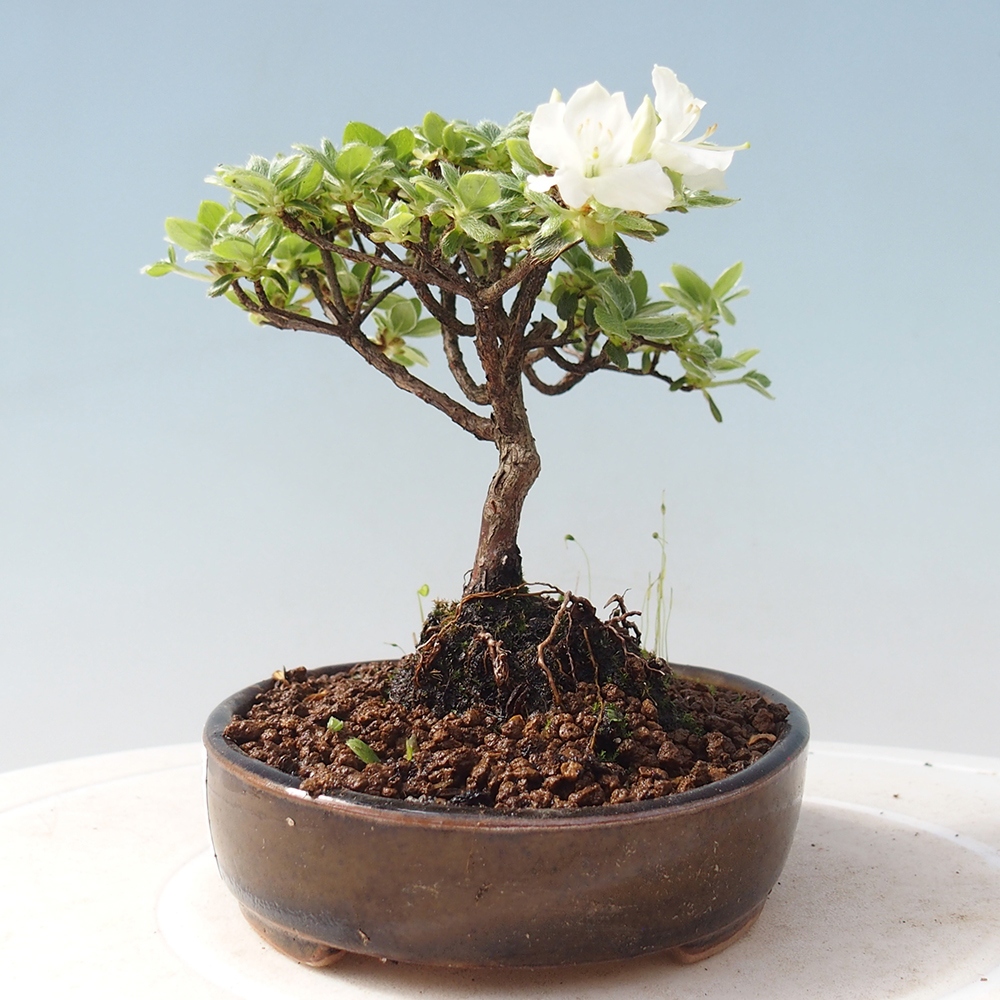 Venkovní bonsai - Rhododendron indicum - Japonská azalka