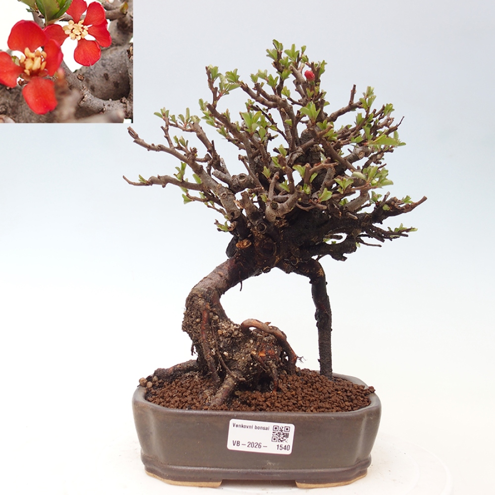 Venkovní  bonsai -  Chaneomeles speciosa - Kdoulovec ozdobný