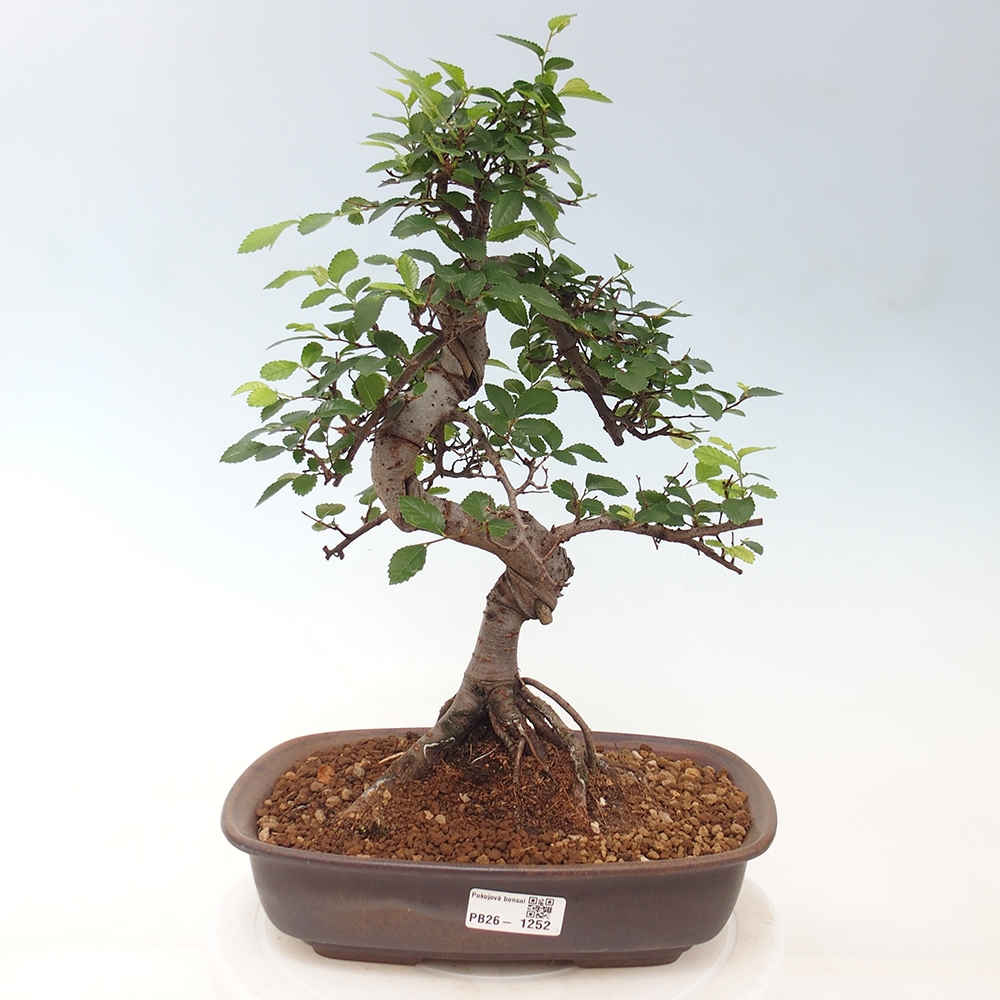 Pokojová bonsai - Ulmus parvifolia - Malolistý jilm