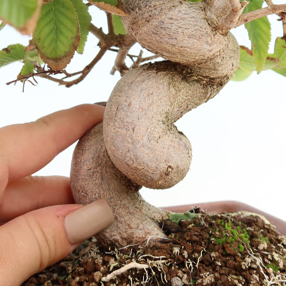 Venkovní bonsai -Carpinus CARPINOIDES - Habr korejský