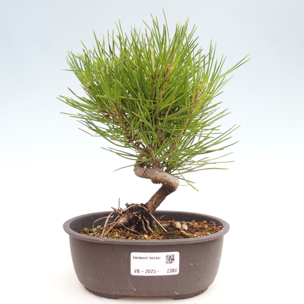 Venkovní bonsai - Pinus thunbergii - Borovice thunbergova