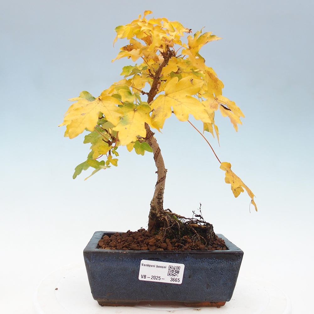 Venkovní bonsai - Acer campestre - Javor babyka