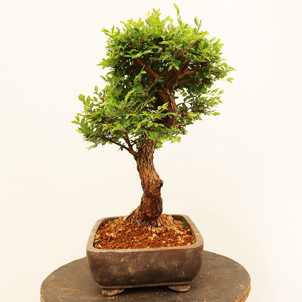 Venkovní bonsai - Zelkova - Zelkova NIRE
