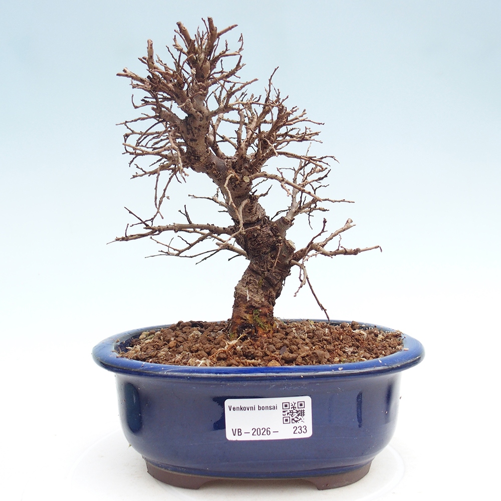 Venkovní bonsai - Zelkova - Zelkova NIRE