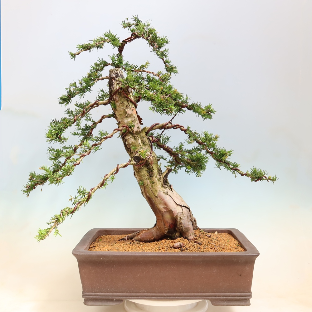 Venkovní bonsai - Taxus baccata  - Tis červený