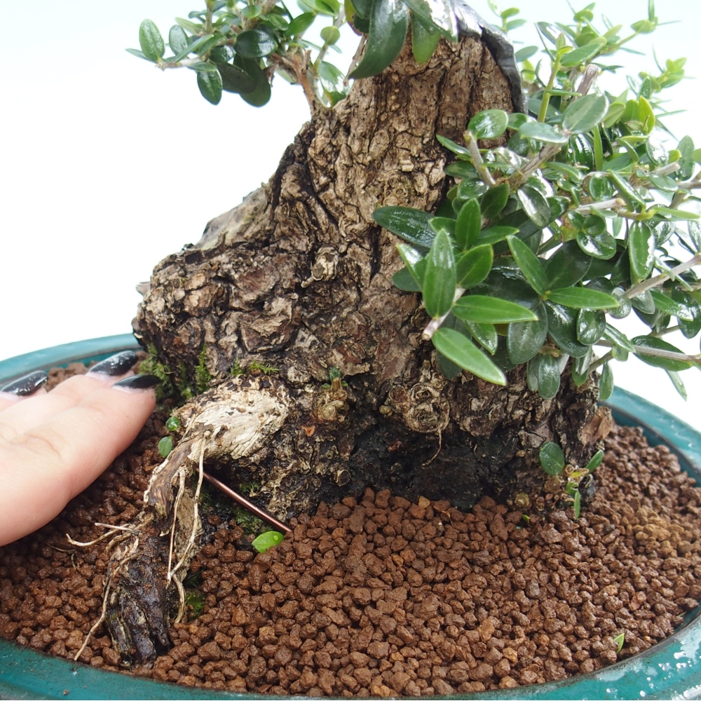 Pokojová bonsai - Olea europaea sylvestris -Oliva evropská drobnolistá