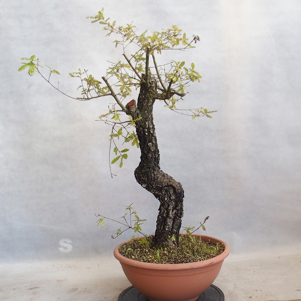 Venkovní bonsai Quercus Cerris - Dub Cer