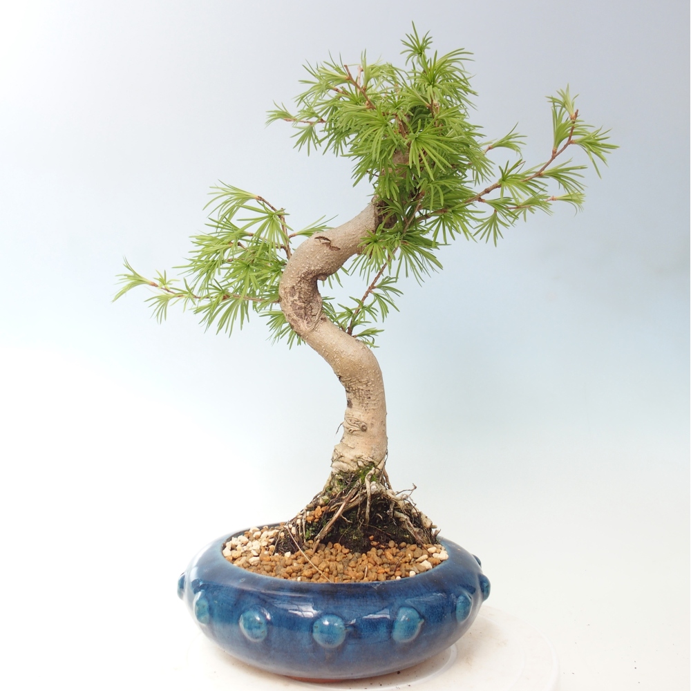 Venkovní bonsai -Pseudolarix amabis-Pamodřín