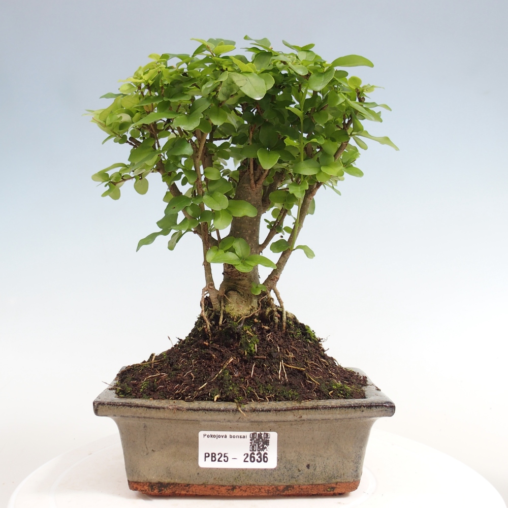 Pokojová bonsai -Ligustrum chinensis - Ptačí zob