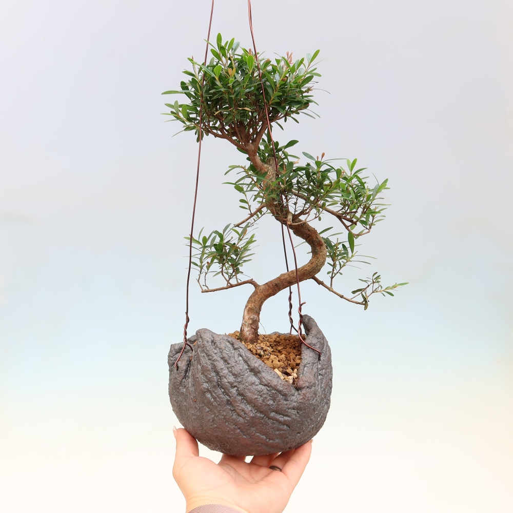 Kokedama v keramice -Syzygium - Pimentovník