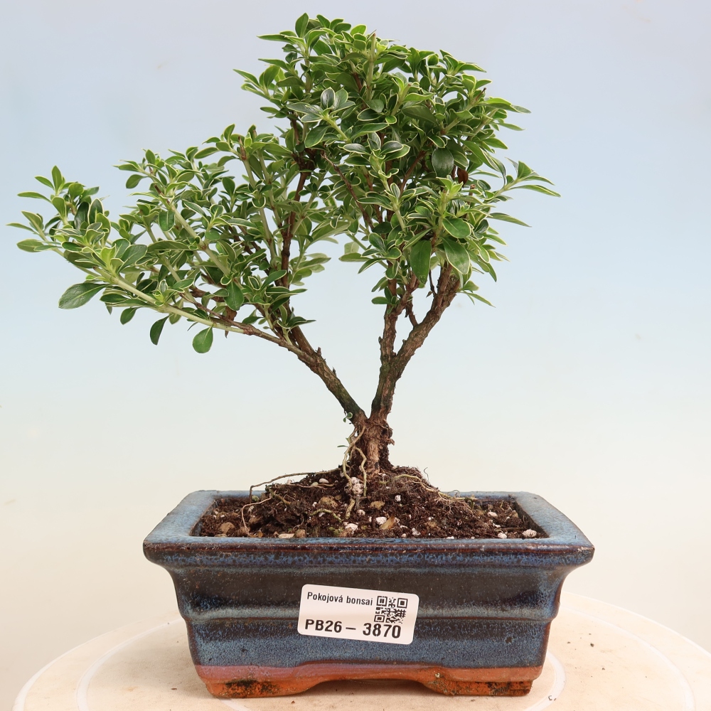 Pokojová bonsai - Serissa foetida Variegata - Strom tisíce hvězd