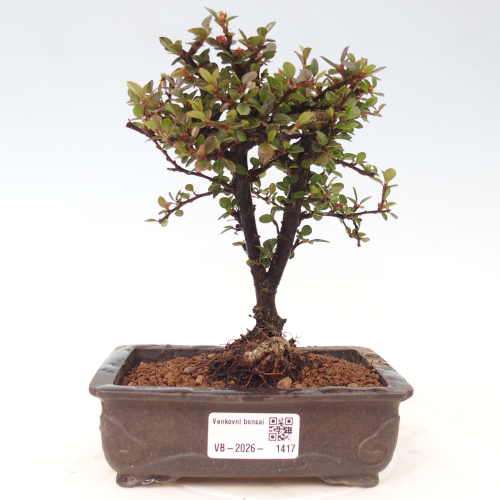Venkovní bonsai - Cotoneaster horizontalis - Skalník
