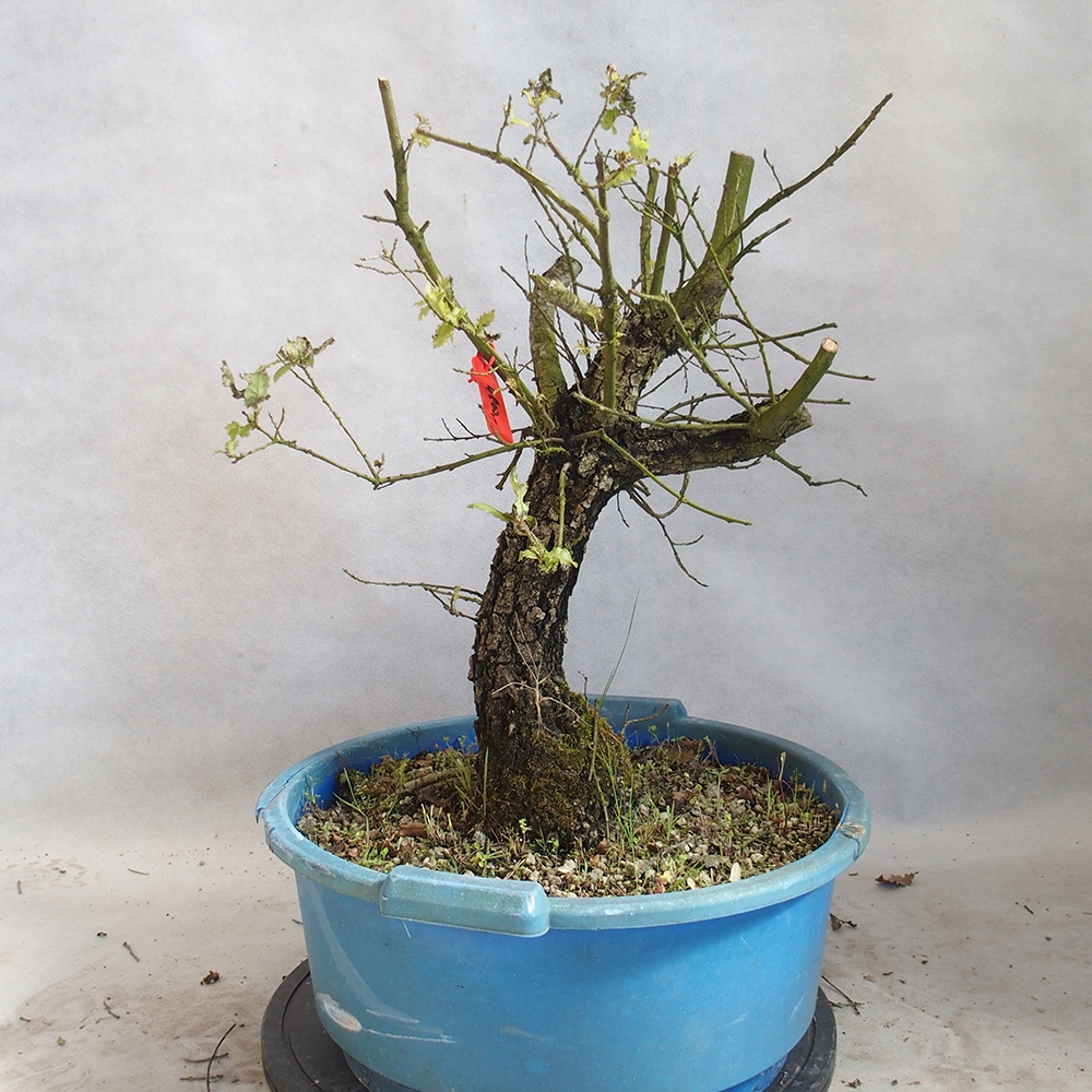 Venkovní bonsai Quercus Cerris - Dub Cer