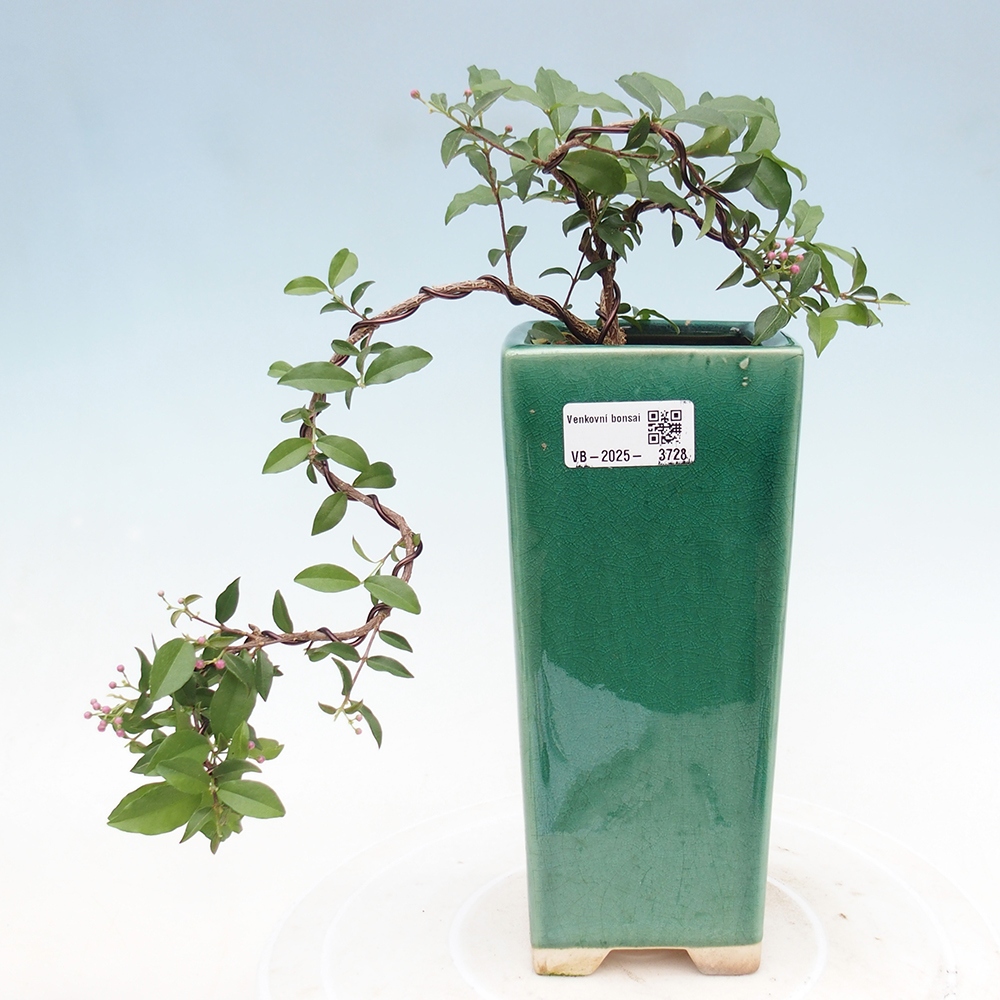 Pokojová bonsai - Malpighia coccigera- Barbdorská třešeň