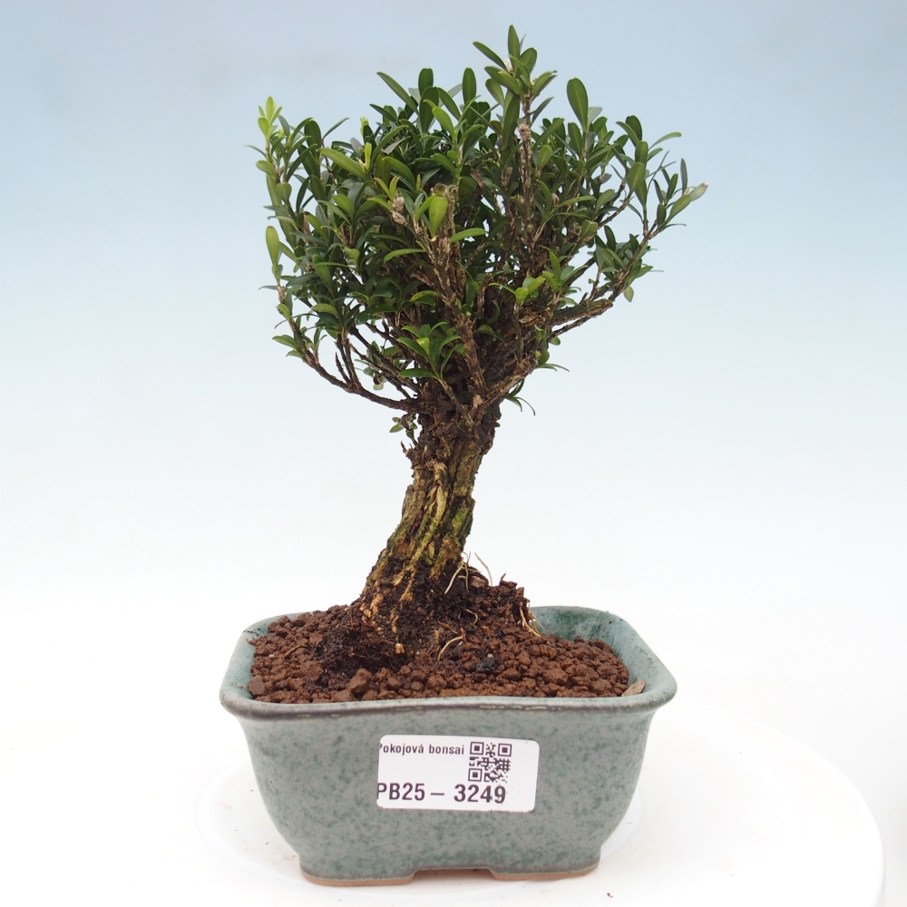 Pokojová bonsai - Buxus harlandii -korkový buxus
