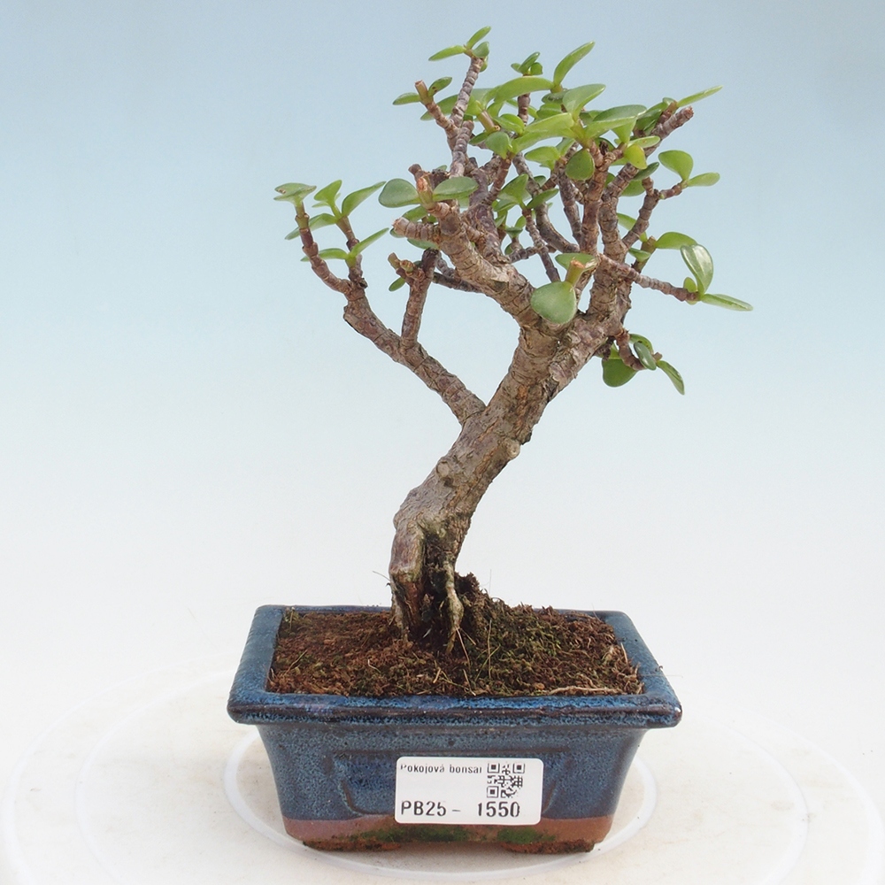 Pokojová bonsai - Portulakaria Afra - Tlustice