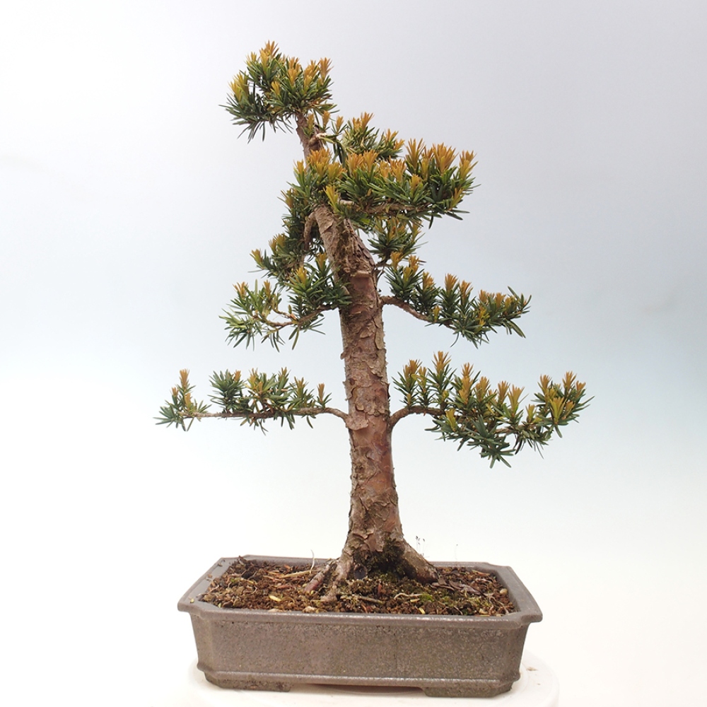 Venkovní bonsai - Taxus cuspidata  - Tis japonský