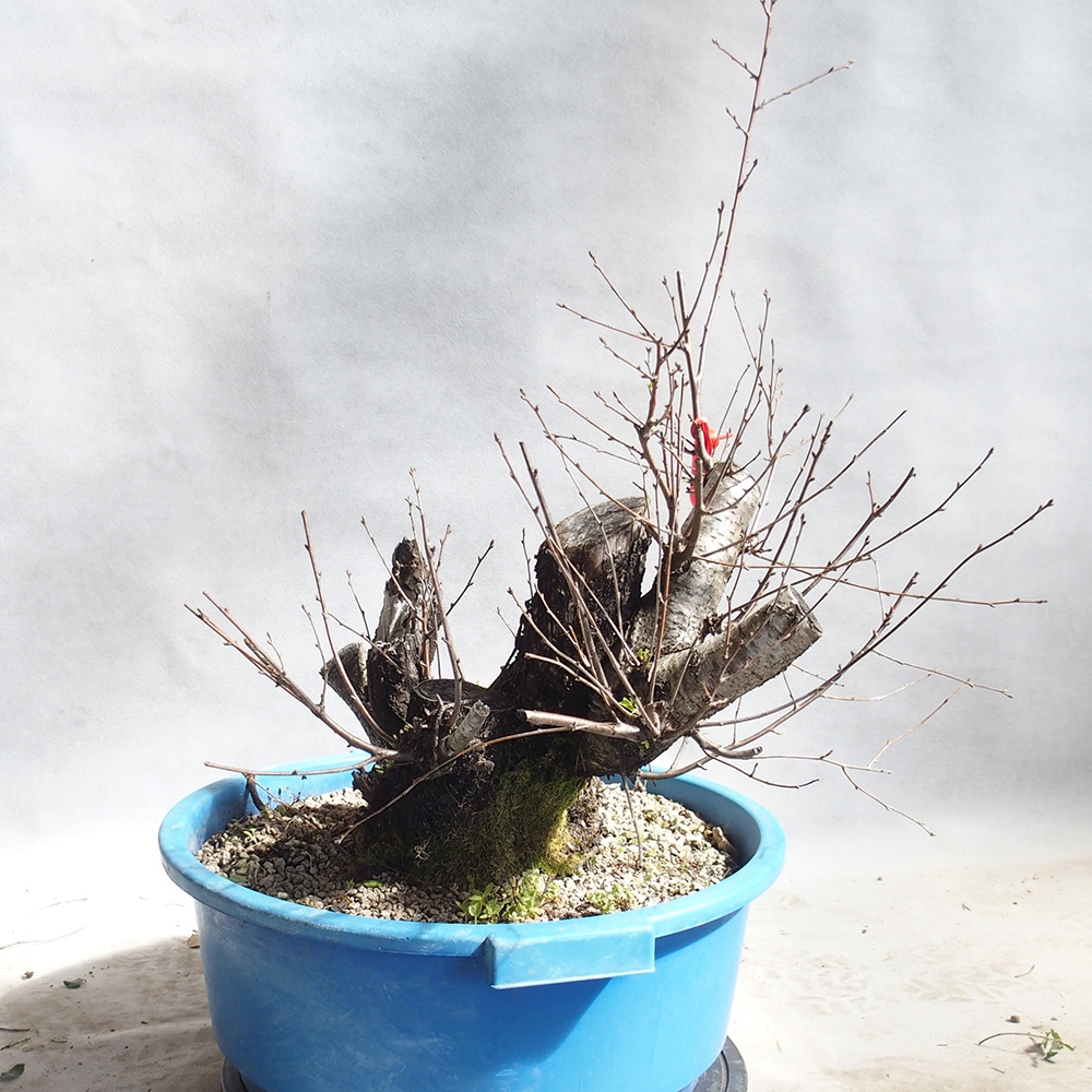 Venkovní bonsai -Mahalebka - Prunus mahaleb