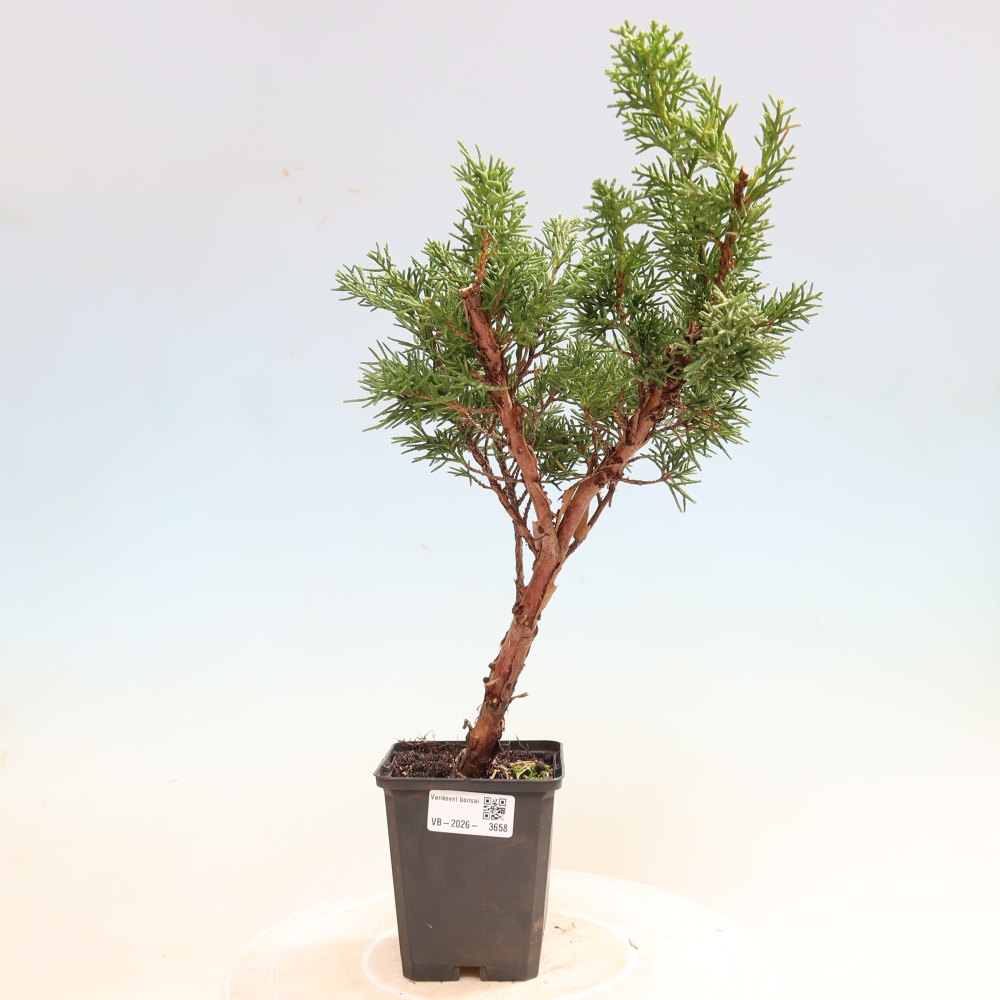 Venkovní bonsai - Juniperus chinensis Kishu -Jalovec čínský