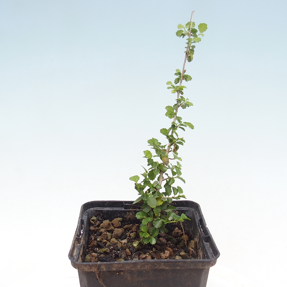 Pokojová bonsai - Grewia sp. - Grewie malolistá v kontejneru