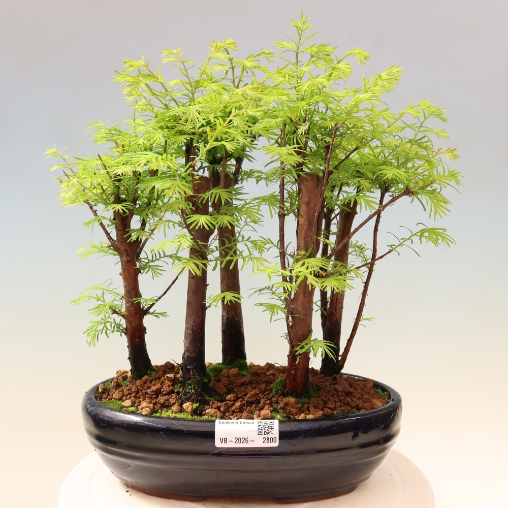 Venkovní bonsai - Metasequoia glyptostroboides - Metasekvoje čínská - lesík
