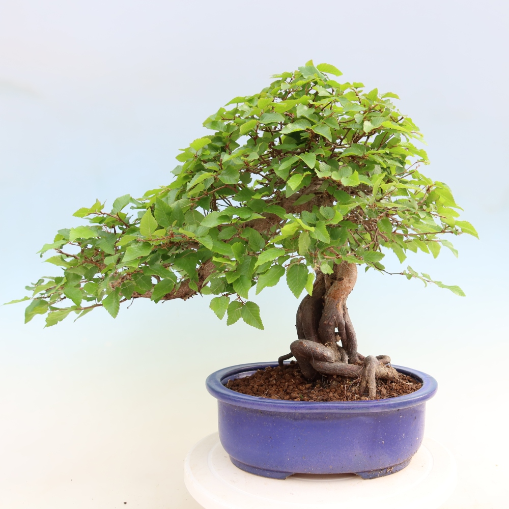Venkovní bonsai -Carpinus Coreana - Habr korejský