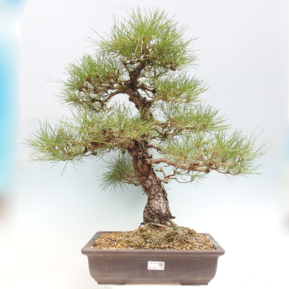 Venkovní bonsai - Pinus thunbergii - Borovice thunbergova