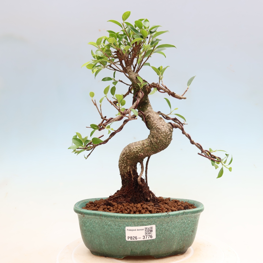 Pokojová bonsai - Ficus kimmen -  malolistý fíkus